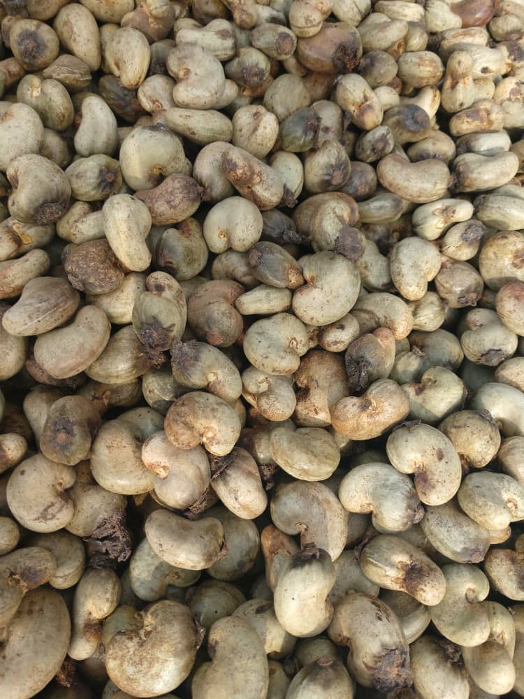 Raw cashew nuts in-shell, inspected pre-grading