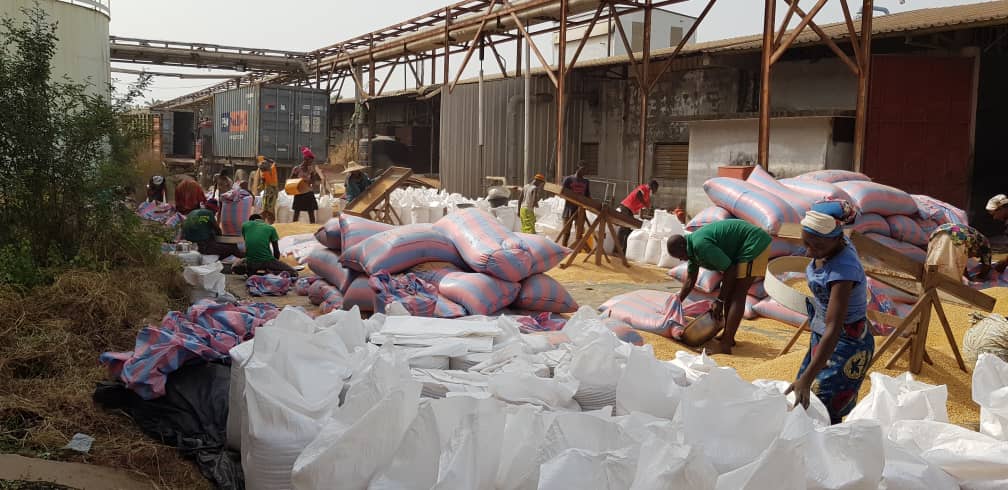 Bagging line at the processing platform