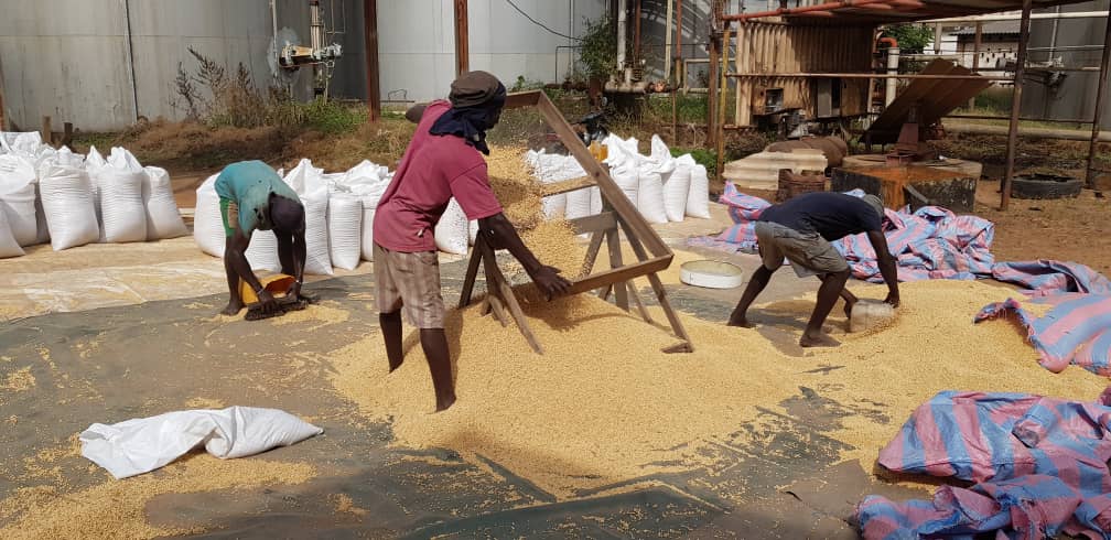 Sieving and cleaning before final bagging